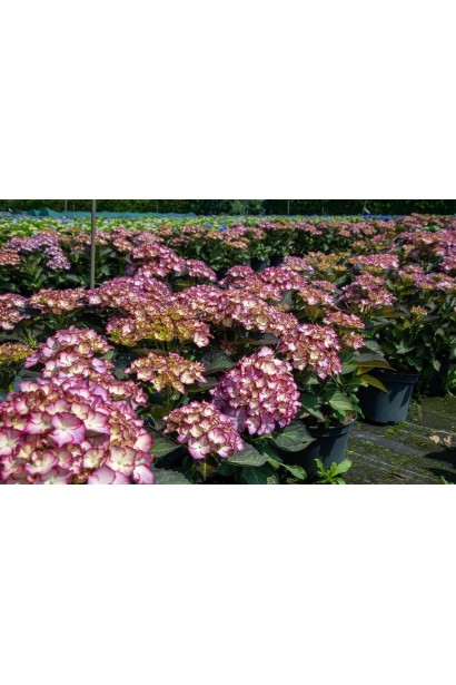 Hydrangea macrophylla Adula / Hydrangea Adula